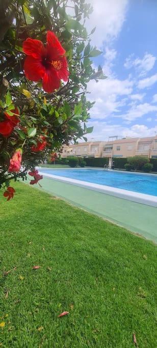 Bungalow Avec Piscine Torrevieja Dış mekan fotoğraf